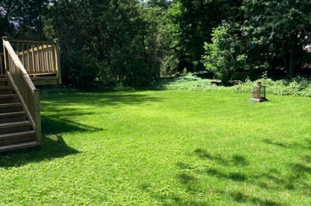 Backyard